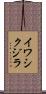 イワシクジラ Scroll