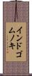 インドゴムノキ Scroll