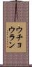 ウチョウラン Scroll