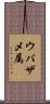 ウバザメ属 Scroll