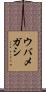 ウバメガシ Scroll