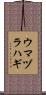 ウマヅラハギ Scroll
