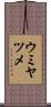 ウミヤツメ Scroll