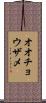 オオチョウザメ Scroll