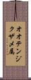 オオテンジクザメ属 Scroll