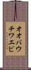 オオバウチワエビ Scroll