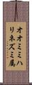 オオミミハリネズミ属 Scroll