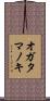 オガタマノキ Scroll