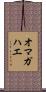 オマガハエ Scroll