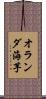 オランダ海芋 Scroll