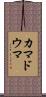 カマドウマ Scroll
