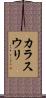カラスウリ Scroll