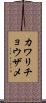 カワリチョウザメ Scroll