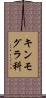 キンモグラ科 Scroll