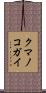 クマノコガイ Scroll