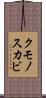 クモノスカビ Scroll