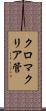 クロマクリア管 Scroll