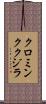 クロミンククジラ Scroll