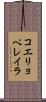 コエリョペレイラ Scroll