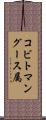 コビトマングース属 Scroll