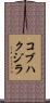 コブハクジラ Scroll
