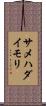 サメハダイモリ Scroll