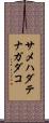 サメハダテナガダコ Scroll