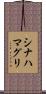 シナハマグリ Scroll
