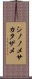 シノノメサカタザメ Scroll