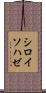シロイソハゼ Scroll