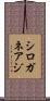 シロガネアジ Scroll