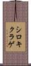 シロキクラゲ Scroll