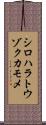 シロハラトウゾクカモメ Scroll