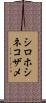 シロホシネコザメ Scroll