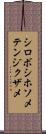 シロボシホソメテンジクザメ Scroll