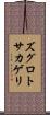 ズグロトサカゲリ Scroll