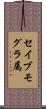 セイブモグラ属 Scroll