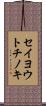 セイヨウトチノキ Scroll