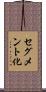 セグメント化 Scroll