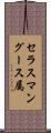 セラスマングース属 Scroll