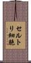 セルトリ細胞 Scroll