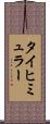 タイヒミュラー Scroll