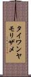 タイワンヤモリザメ Scroll