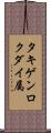 タキゲンロクダイ属 Scroll