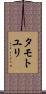 タモトユリ Scroll