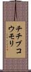 チチブコウモリ Scroll