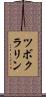 ツボクラリン Scroll