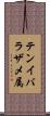 テンイバラザメ属 Scroll