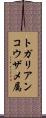 トガリアンコウザメ属 Scroll