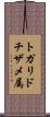 トガリドチザメ属 Scroll